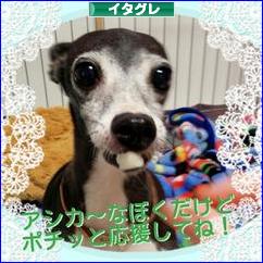 にほんブログ村 犬ブログ イタリアングレーハウンドへ