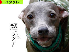 にほんブログ村 犬ブログ イタリアングレーハウンドへ
