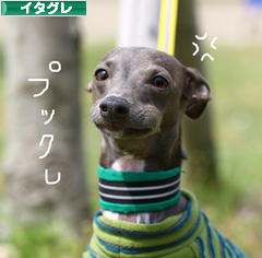 にほんブログ村 犬ブログ イタリアングレーハウンドへ