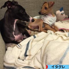 にほんブログ村 犬ブログ イタリアングレーハウンドへ