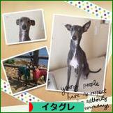 にほんブログ村 犬ブログ イタリアングレーハウンドへ