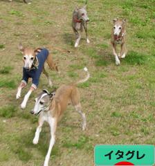 にほんブログ村 犬ブログ イタリアングレーハウンドへ