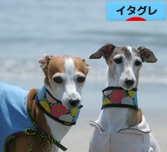 にほんブログ村 犬ブログ イタリアングレーハウンドへ