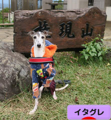 にほんブログ村 犬ブログ イタリアングレーハウンドへ