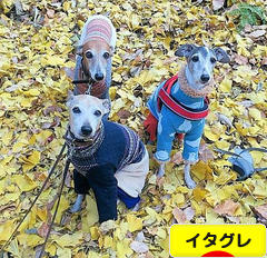 にほんブログ村 犬ブログ イタリアングレーハウンドへ