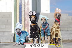 にほんブログ村 犬ブログ イタリアングレーハウンドへ