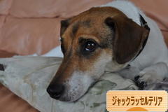 にほんブログ村 犬ブログ ジャックラッセルテリアへ