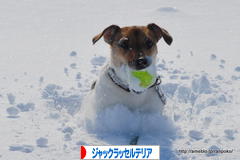 にほんブログ村 犬ブログ ジャックラッセルテリアへ