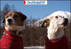 にほんブログ村 犬ブログ ジャックラッセルテリアへ