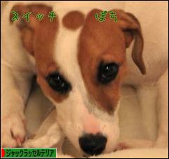 にほんブログ村 犬ブログ ジャックラッセルテリアへ