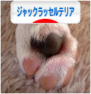 にほんブログ村 犬ブログ ジャックラッセルテリアへ
