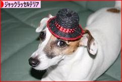 にほんブログ村 犬ブログ ジャックラッセルテリアへ
