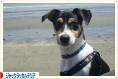 にほんブログ村 犬ブログ ジャックラッセルテリアへ