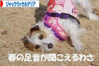 にほんブログ村 犬ブログ ジャックラッセルテリアへ