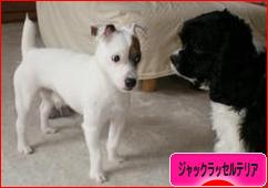 にほんブログ村 犬ブログ ジャックラッセルテリアへ
