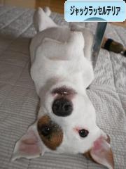 にほんブログ村 犬ブログ ジャックラッセルテリアへ
