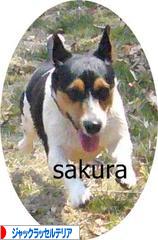 にほんブログ村 犬ブログ ジャックラッセルテリアへ