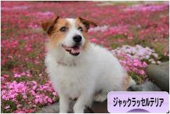 にほんブログ村 犬ブログ ジャックラッセルテリアへ