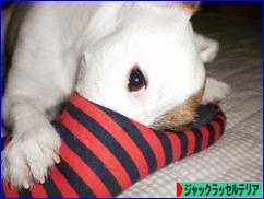 にほんブログ村 犬ブログ ジャックラッセルテリアへ