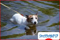 にほんブログ村 犬ブログ ジャックラッセルテリアへ