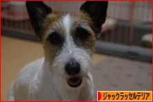 にほんブログ村 犬ブログ ジャックラッセルテリアへ