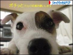 にほんブログ村 犬ブログ ジャックラッセルテリアへ