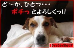 にほんブログ村 犬ブログ ジャックラッセルテリアへ