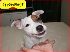 にほんブログ村 犬ブログ ジャックラッセルテリアへ