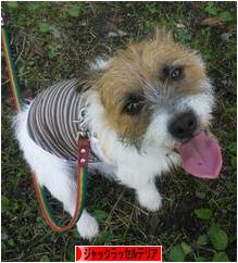 にほんブログ村 犬ブログ ジャックラッセルテリアへ