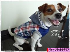 にほんブログ村 犬ブログ ジャックラッセルテリアへ