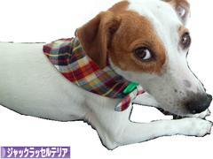 にほんブログ村 犬ブログ ジャックラッセルテリアへ