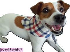 にほんブログ村 犬ブログ ジャックラッセルテリアへ