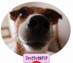 にほんブログ村 犬ブログ ジャックラッセルテリアへ