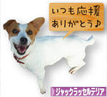 にほんブログ村 犬ブログ ジャックラッセルテリアへ