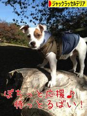 にほんブログ村 犬ブログ ジャックラッセルテリアへ