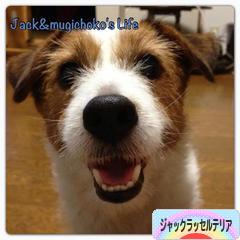 にほんブログ村 犬ブログ ジャックラッセルテリアへ