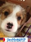 にほんブログ村 犬ブログ ジャックラッセルテリアへ
