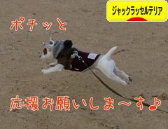にほんブログ村 犬ブログ ジャックラッセルテリアへ