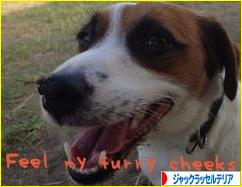 にほんブログ村 犬ブログ ジャックラッセルテリアへ