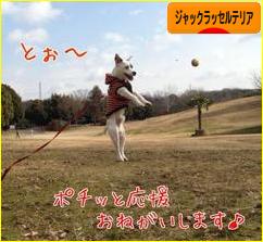 にほんブログ村 犬ブログ ジャックラッセルテリアへ