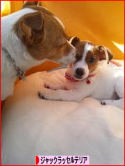 ジャックラッセルテリアブログランキング参加用リンク一覧