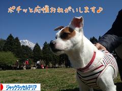 にほんブログ村 犬ブログ ジャックラッセルテリアへ