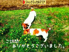 にほんブログ村 犬ブログ ジャックラッセルテリアへ