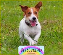 にほんブログ村 犬ブログ ジャックラッセルテリアへ