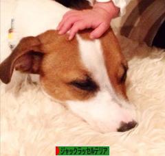 にほんブログ村 犬ブログ ジャックラッセルテリアへ