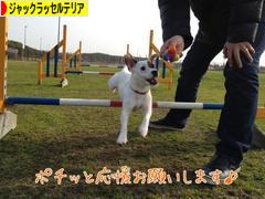 にほんブログ村 犬ブログ ジャックラッセルテリアへ