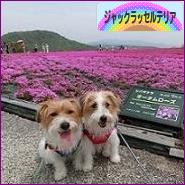 にほんブログ村 犬ブログ ジャックラッセルテリアへ