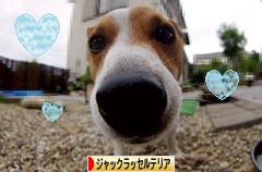 にほんブログ村 犬ブログ ジャックラッセルテリアへ
