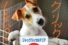 にほんブログ村 犬ブログ ジャックラッセルテリアへ