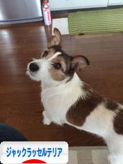 にほんブログ村 犬ブログ ジャックラッセルテリアへ